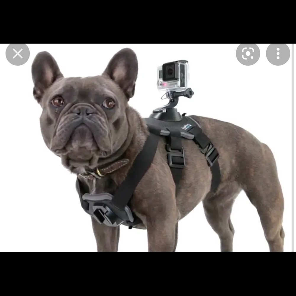 GoPro dog harness